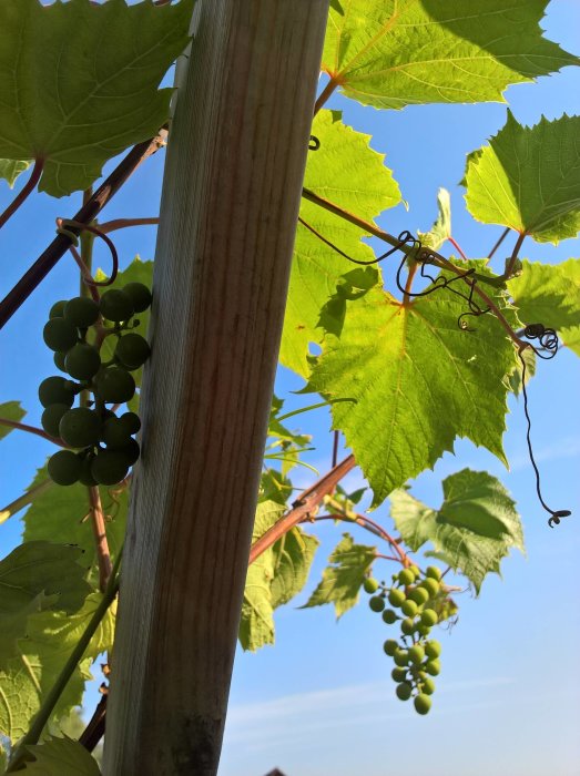 Vinrankor med gröna druvklasar mot en klarblå himmel, stöttade av en trästake.