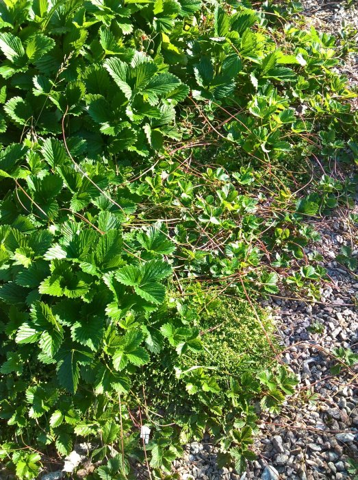 Lummig växtlighet med blandning av smultronplantor och andra gröna växter i soligt utomhusmiljö.