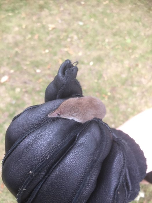 En näbbmus på en hand i svart läderhandske utomhus.