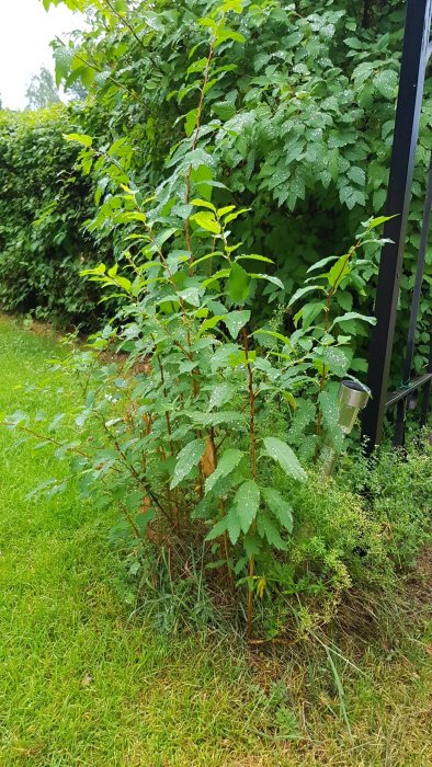 Ung häckplanta med gröna blad och tunna skott i trädgård, större buskar i bakgrunden.