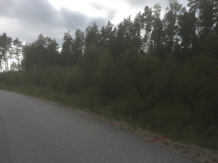 Tomt i Blekinge med tät vegetation och träd, markerad med rött vid vägkanten, före byggstart.