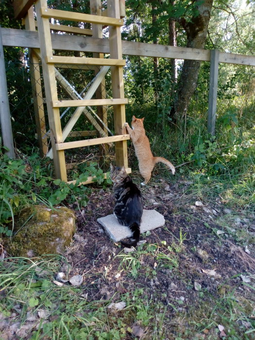 Två katter vid en nyligen ombyggd trästötta, en klättrar och en sitter, med skogsbakgrund och staket.