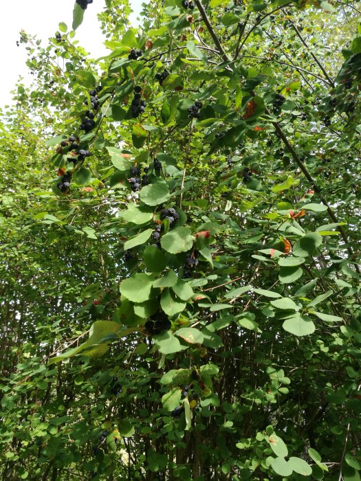 Vildväxande häck med mogna blåsvarta bär och gröna blad mot en bakgrund av lövverk.