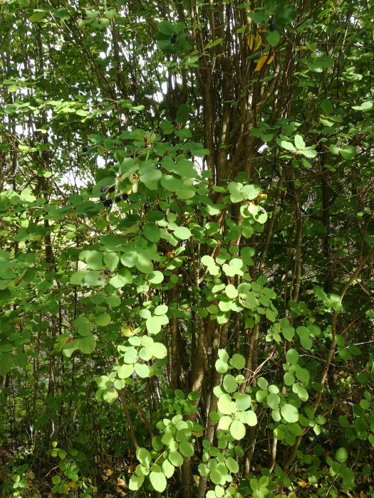 Tätförgrenad buske med gröna blad och mogna blåsvarta bär samt några röda bär.