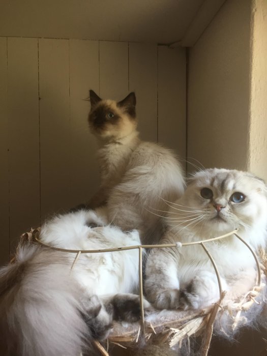 Två katter i en korg, en ragdoll som spanar bort och en långhårig vit katt som tittar upp.