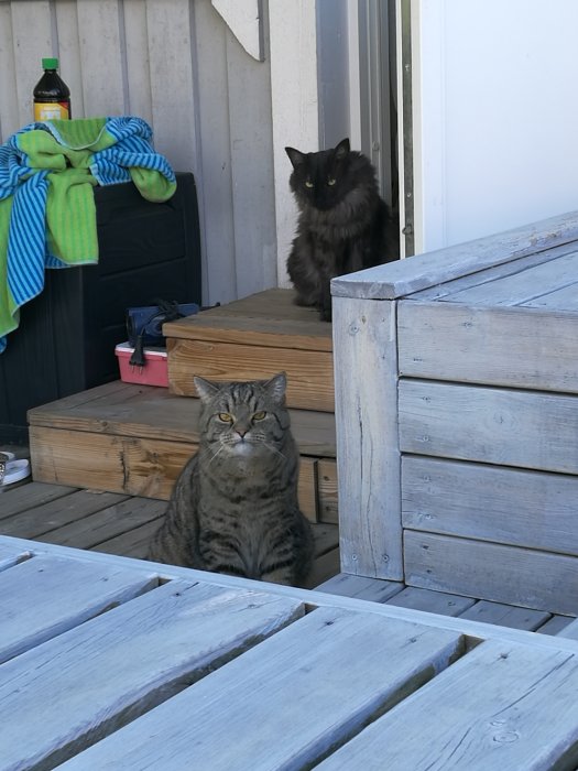 Två katter, en grå och en svart, sitter på träaltan och ser fundersamma ut.