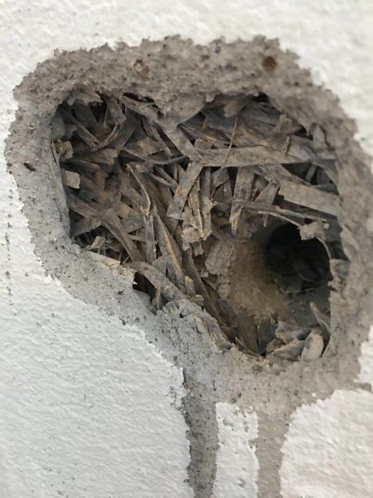 Delvis skadad källarvägg med hål som visar underliggande cementbundna träullsskivor bakom putsen.