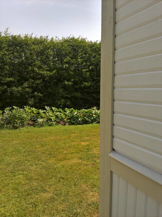 Vy över en trädgård med squashplantor i bakgrunden, fotograferad bredvid ett vitt hus.