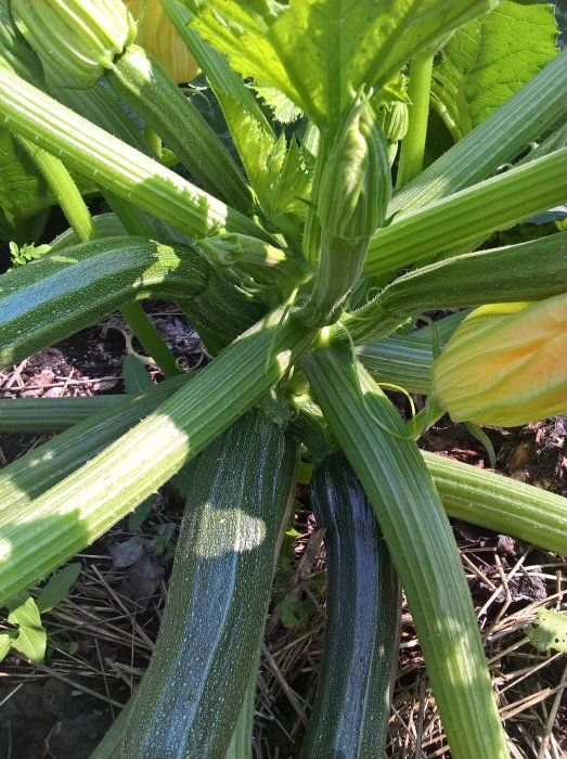 Squashplantor med mogna frukter och blomknoppar i ett trädgårdsland i dagsljus.