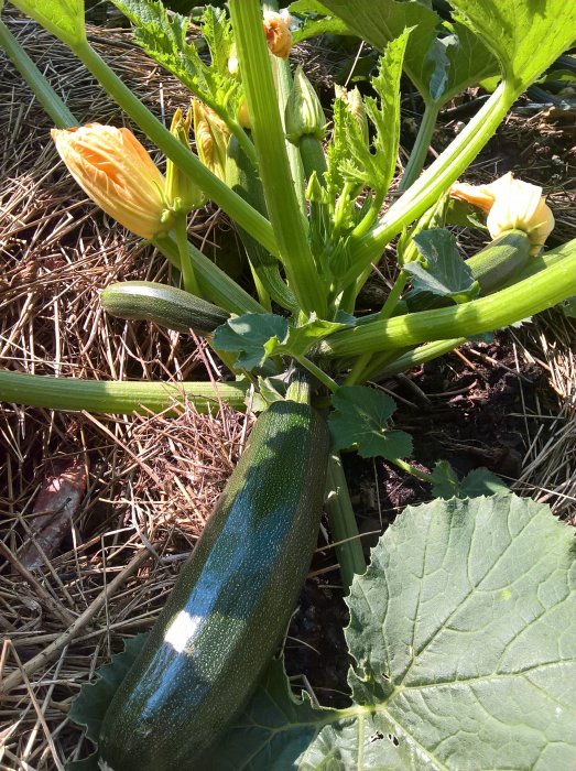 Mogen squash på planta omgiven av gröna blad och halm på marken.