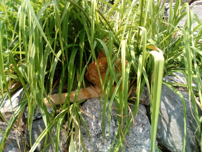 En orange katt som gömmer sig bland gröna dagliljeblad nära stenar.