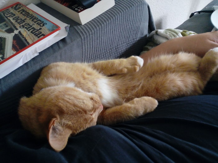 En orange katt sover avslappnat på en person arm, på en grå soffa med en bok i bakgrunden.