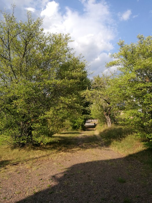 Glesväxta gröna träd som kan vara Häggmispel eller Aronia i en solig, naturlig miljö.