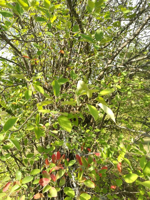 En grönskande Häggmispel eller Aronia-buske, 6 meter hög med glesare grenar nertill och röda blad.