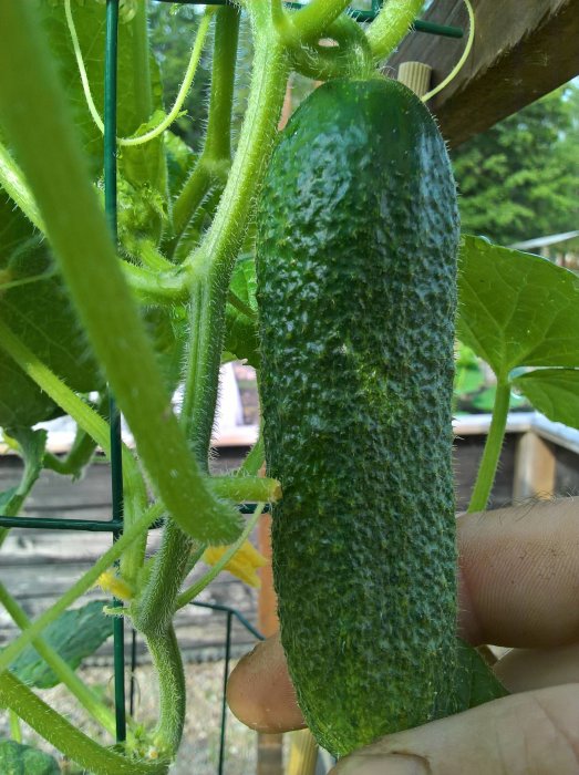 Närbild av en frilandsgurka som hänger på plantan, omgiven av gröna blad och växtstöd.