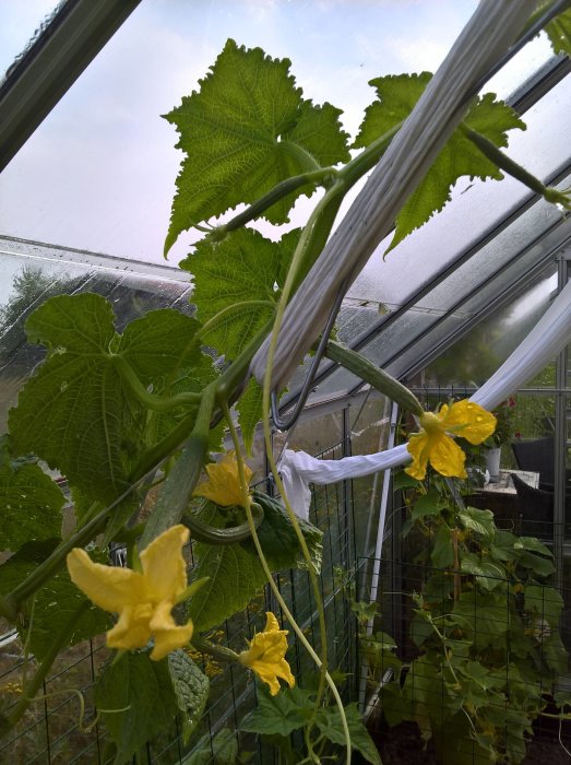 Gurkplantor med gula blommor inne i ett växthus med synligt regn utanför.