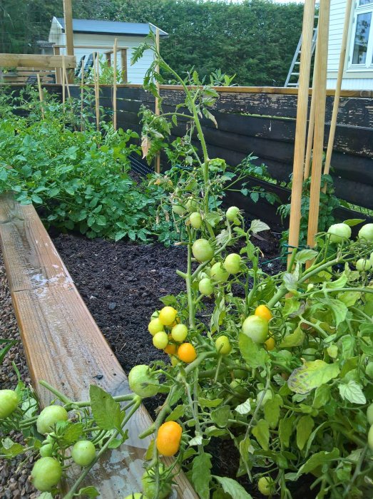 Tomatplantor med omogna och mognande frukter i en köksträdgård, omgiven av grönskande växter.