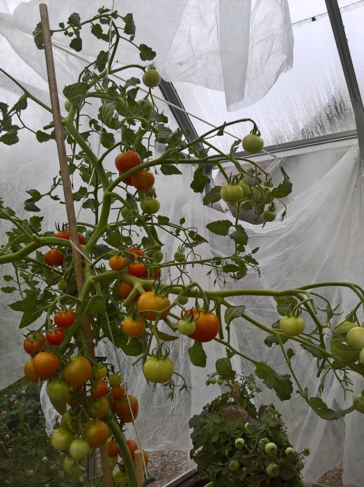 Tomatplantor med mogna och omogna frukter på grenar i ett växthus med fuktigt fönster i bakgrunden.