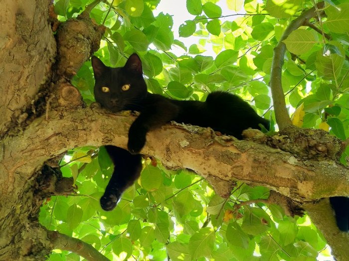 Svart katt ligger avslappnat på en gren i ett grönskande äppelträd.