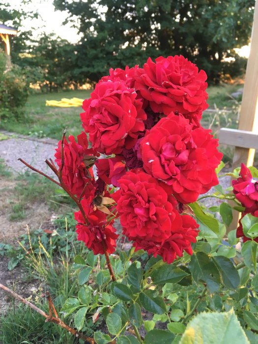 Blommande röda rosor med flera stänglar på en bakgrund av en trädgård i skymningen.