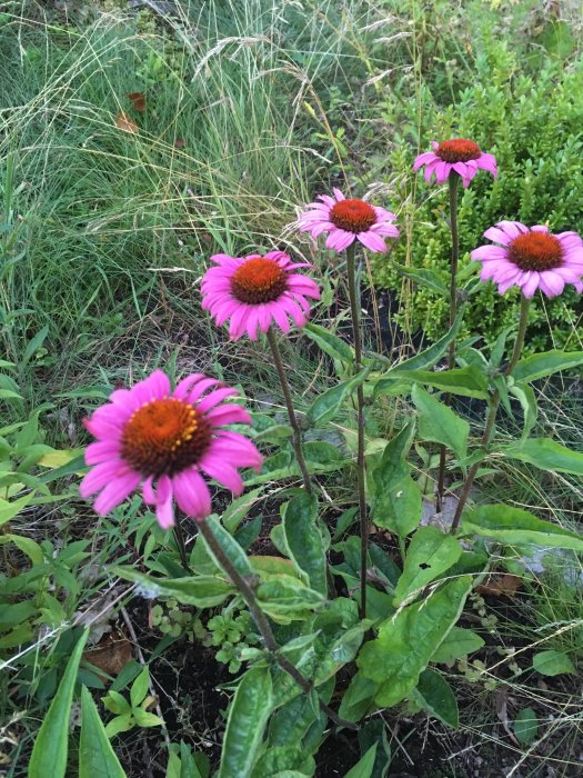 Rudbeckiablommor med rosa kronblad och framträdande brun-orange mitt i en trädgårdsrabatt.