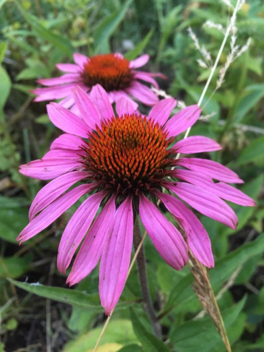 Närbild av en blommande Rudbeckia med lila kronblad och rödbrun mitt, omgiven av grönt lövverk.