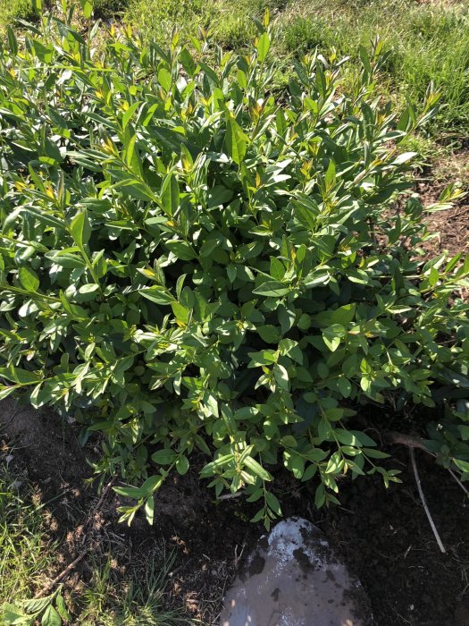 Ligusterplantor med tätt gröna blad i trädgård, en ser annorlunda ut än övriga.