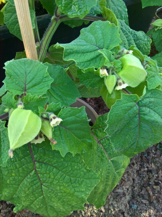 Gröna kapkrusbärsfrukter och blad på en planta i en trädgård.