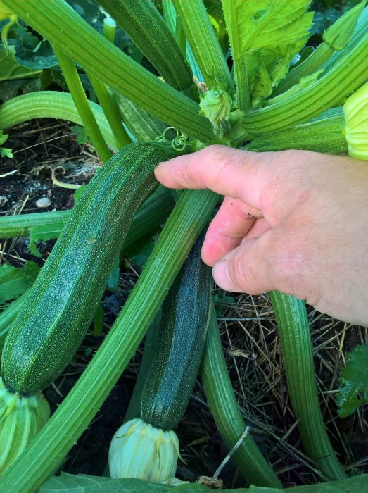 Hand som pekar på en avlång zucchini i en grönsaksodling.