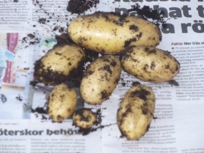 Nyskördade Amandine-potatisar med jordrester på en tidning.