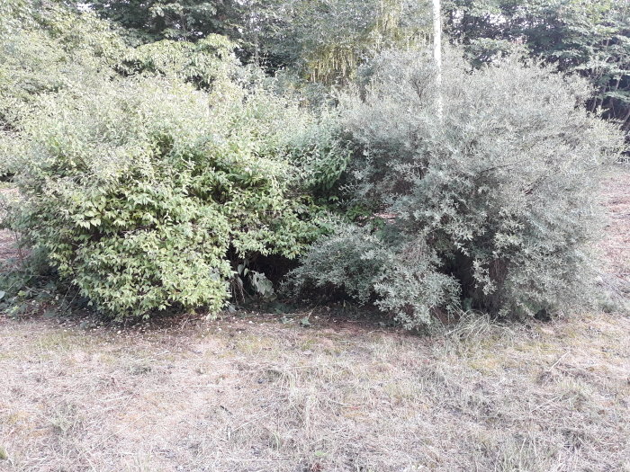 Olika buskar i trädgård, varav en med grågröna blad och en annan med mörkgröna blad.