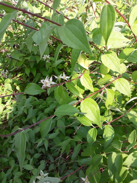 Buske med gröna blad och små utblommade vita blommor mot en tät lövverksbakgrund.