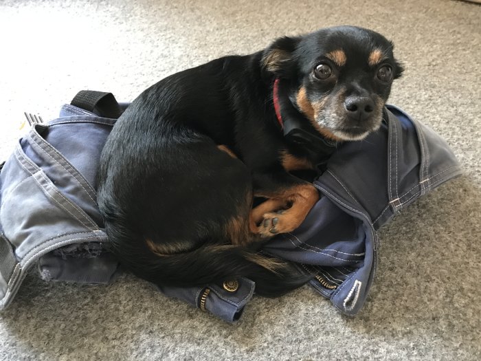 Hund ligger bekvämt i ett par byggshorts på ett golv.