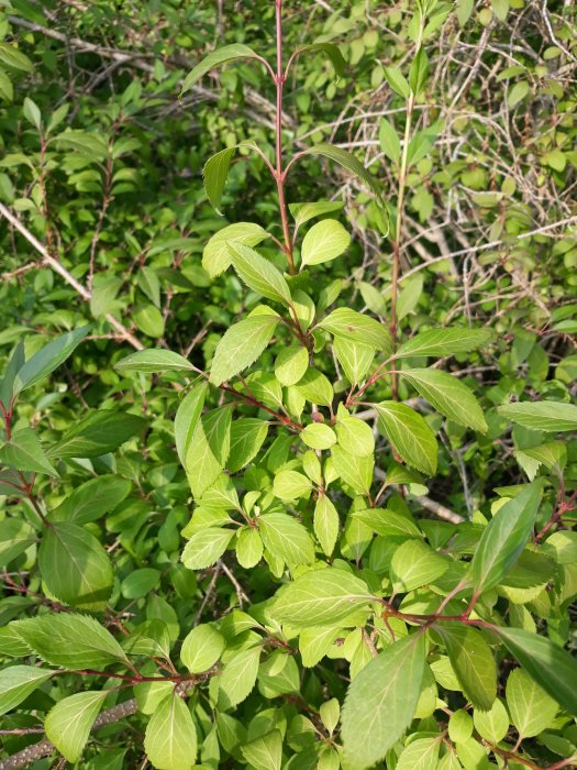 Närbild av grön buske med rödaktiga stammar och ljusgröna blad mot suddig bakgrund av vegetation.