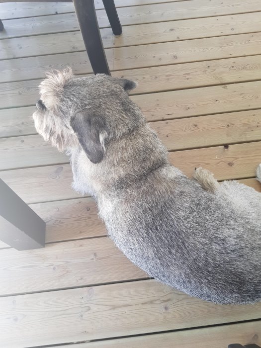 Schnauzerhund sitter på trägolv med ryggen mot kameran, ser ut att vila.