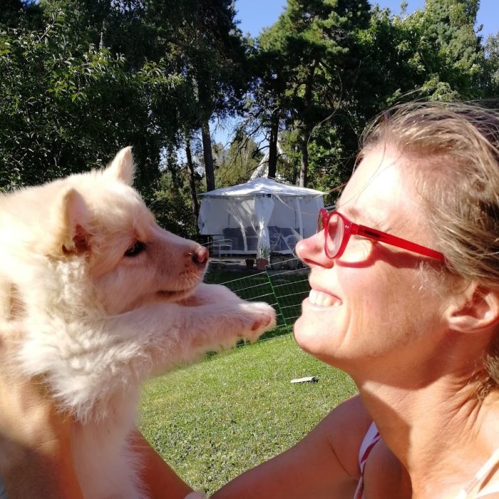 Kvinna i röda glasögon leker med vit finsk lapphund i trädgård, bakom syns hemmabyggt staket och växthus.