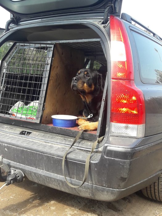 Rottweiler som tittar ut från bagageutrymmet på en öppen bil, med vattenskål och hundbur inuti.