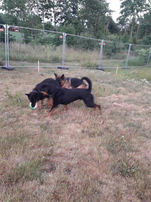 Två hundar leker på en gräsmatta med ett staket i bakgrunden.