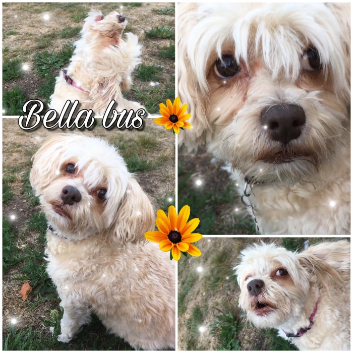 Collage av en vit och beige hund med namnet "Bella" i olika poser utomhus, omgiven av tecknade blommor.