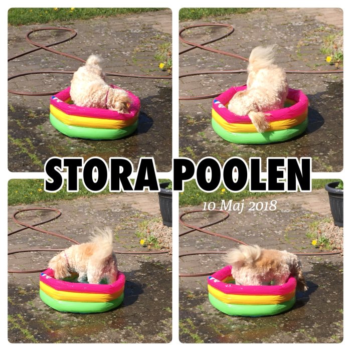 Hund i en liten, färgglad babypool utomhus, uppenbarligen njuter av solen.