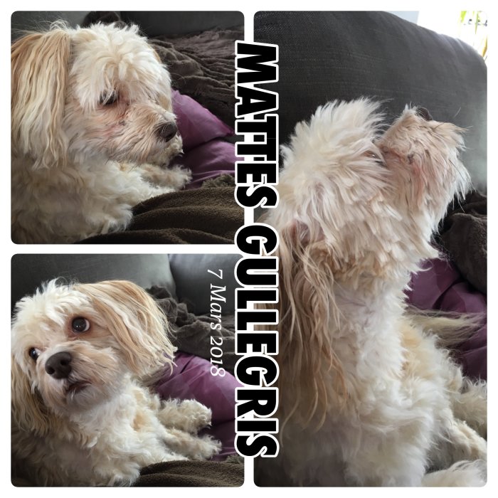 Fluffig vit-brun liten hund som vilar inomhus med texten "Mattes Gullegris" daterad 7 Mars 2018.