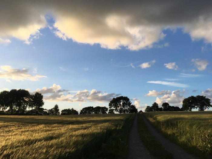 En landsväg genom ett fält med högt gräs vid solnedgång, med träd och en dramatisk himmel i bakgrunden.