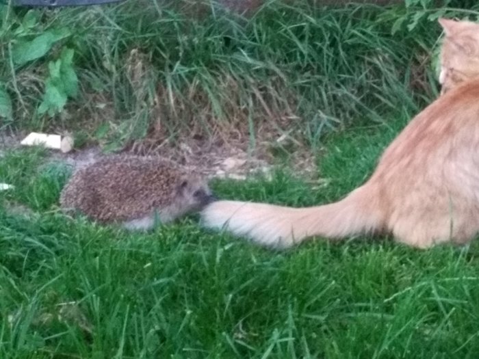 Röd katt som sitter bredvid en igelkott på en gräsmatta.