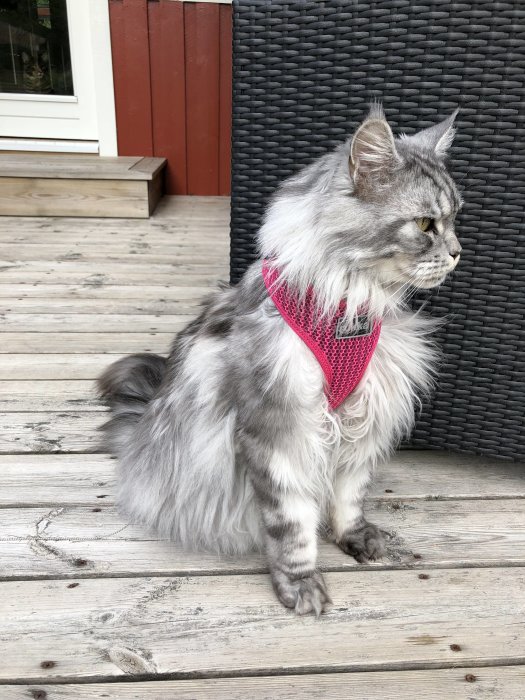 Långhårig katt med rosa sele sitter på trätrall bredvid en svart stol och en röd vägg.