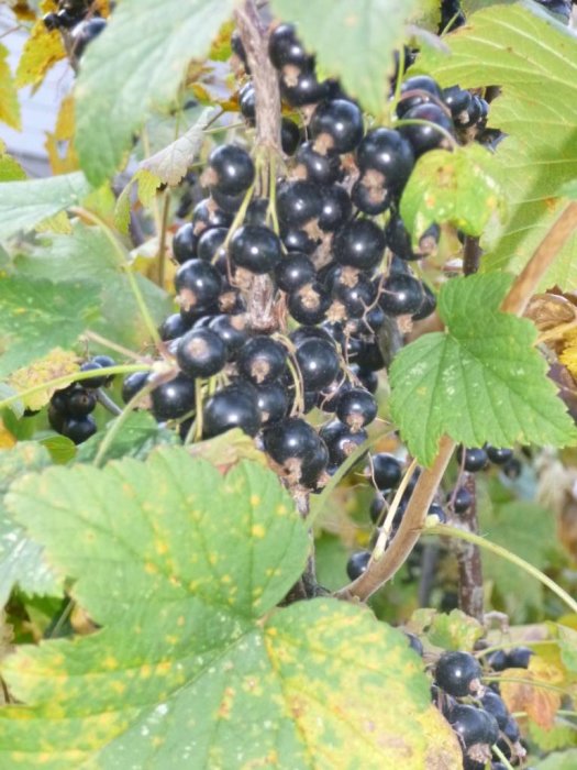 Täta klasar av mogna svarta vinbär på en buske med gröna blad, några med gula fläckar.