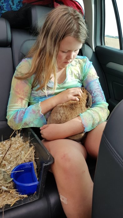 Flicka håller en stor kanin i bil, med en vattenkopp och hö i en transportbur bredvid henne.