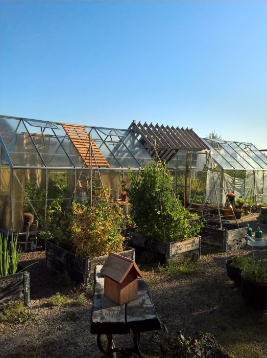 Trädgård med växthus, odlingslådor och ärtor i tidig morgonsol.