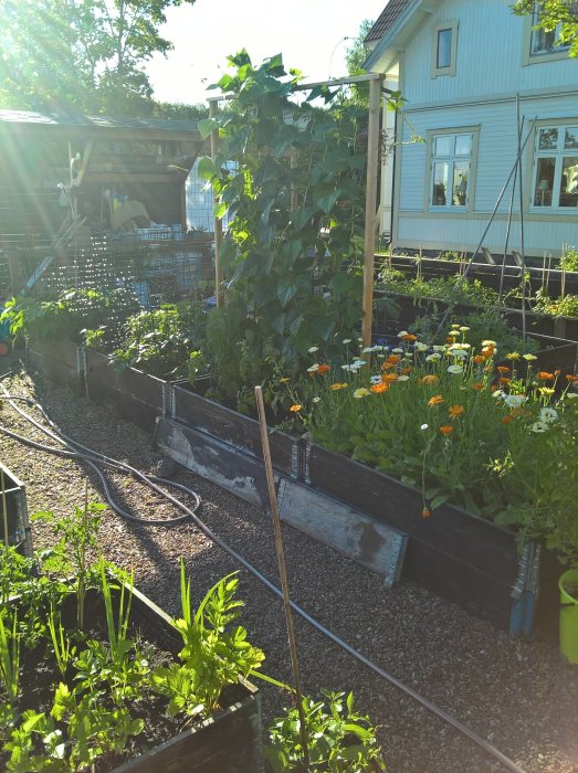 Ett välskött trädgårdsområde med odlingslådor fulla av olika grönsaker och örter, nära ett hus, tidig morgon.