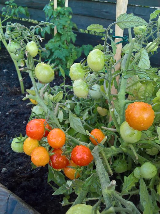 Tomatplanta med röda och gröna tomater i olika mognadsstadier, daggdroppar syns på bladen och frukterna.