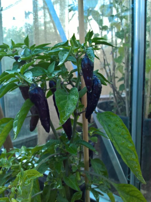 Mörka chilifrukter på planta med gröna blad, inuti ett växthus med solljus sken.
